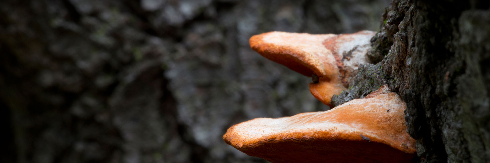 Dépistage d'insectes ou de maladies